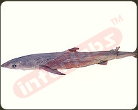 Dogfish Shark (Squalus)